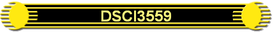 DSCI3559